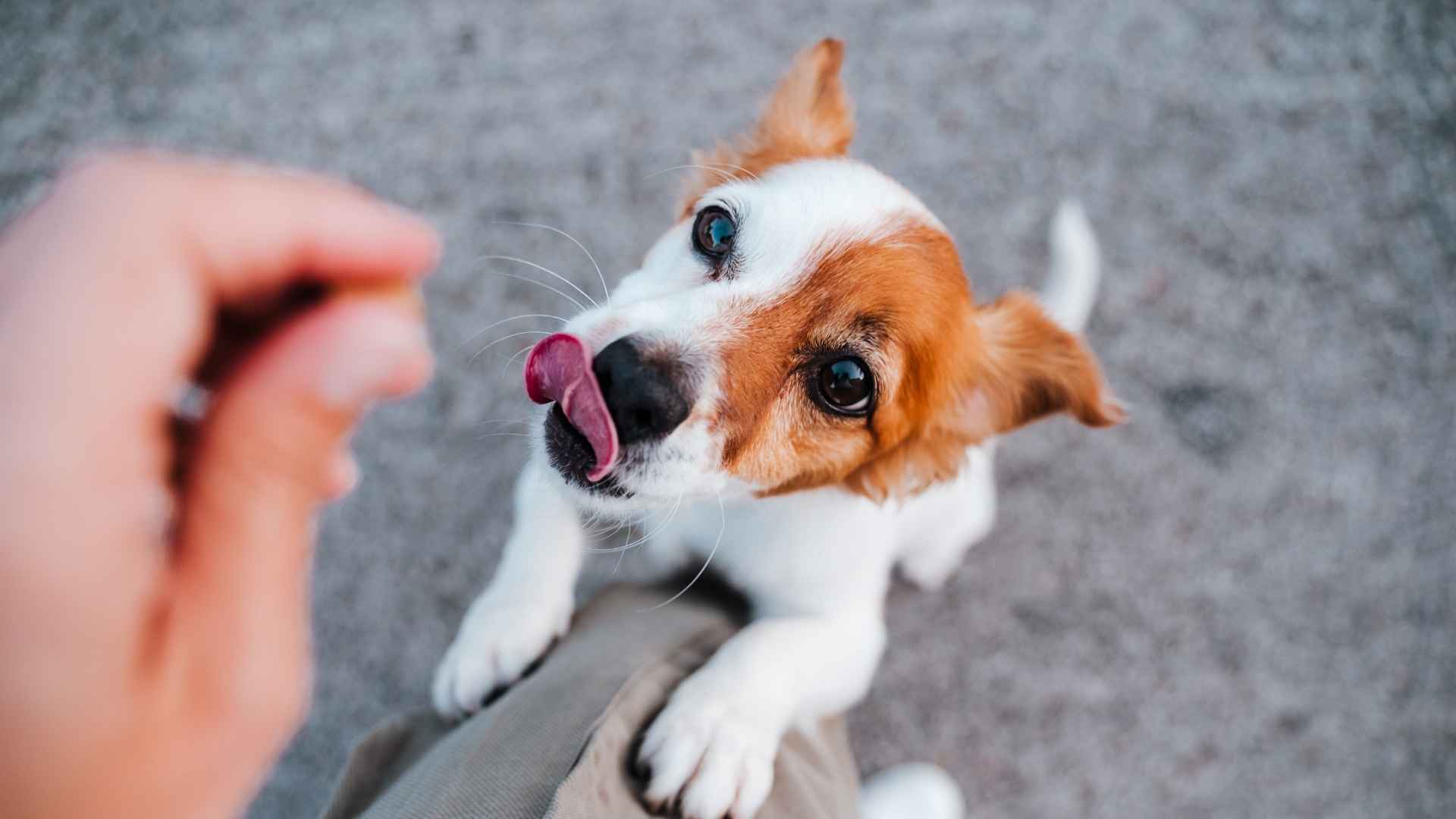 Perro comiendo snack de supermercado